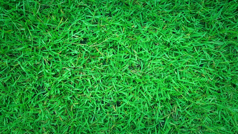 Textura naturală a ierbii verzi stock photography