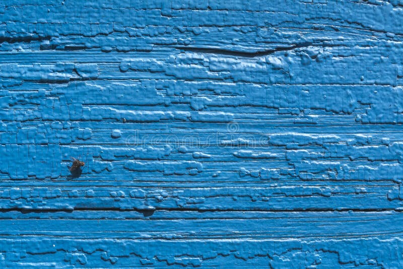 Textura Parede pintada velha da casa Cerca de madeira velha Pintura azul Mosca a bordo fotografia de stock Textura Parede pintada velha da casa Cerca de madeira velha Pintura azul Mosca a bordo fotografia de stock
