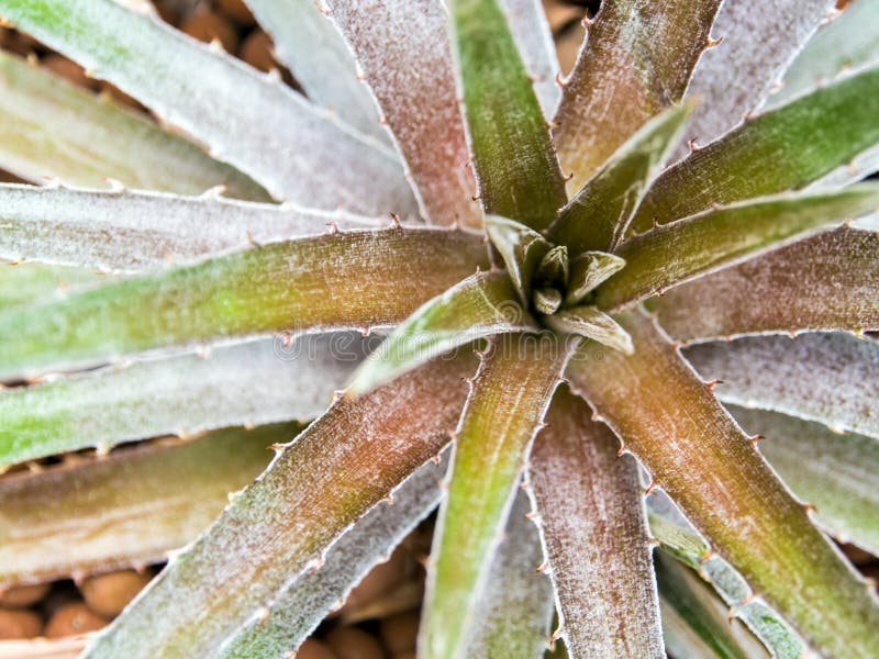 Os Espinhos Na Borda Das Folhas Da Bromélia Imagem de Stock - Imagem de  tropical, folhas: 157328827