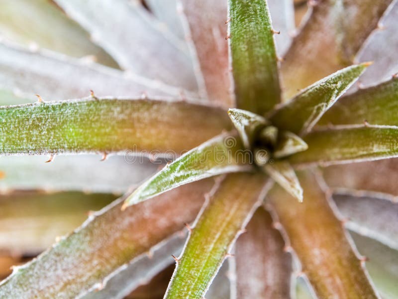 Os Espinhos Na Borda Das Folhas Da Bromélia Imagem de Stock - Imagem de  tropical, folhas: 157328827