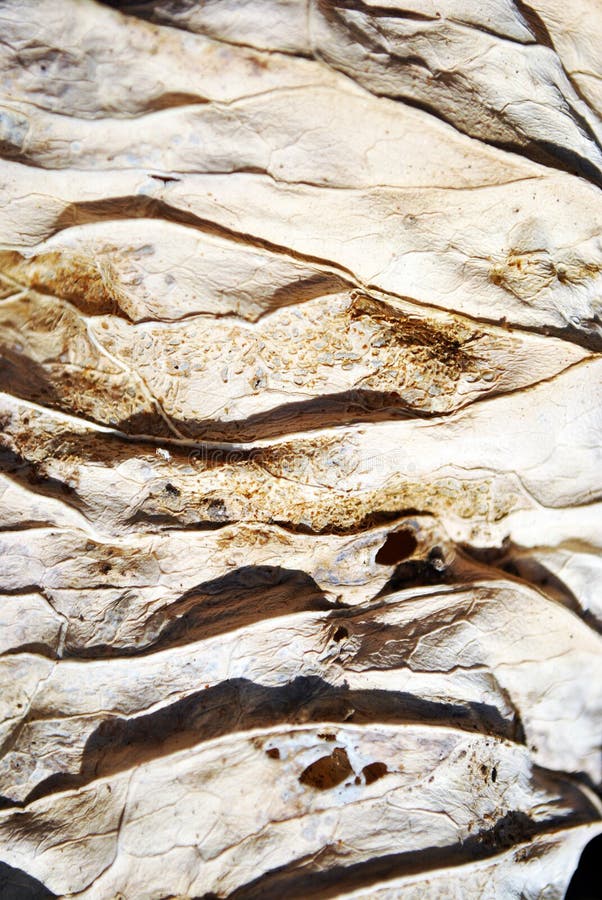 A textura seca da folha, fundo orgânico natural, fecha-se acima do detalhe fotos de stock A textura seca da folha, fundo orgânico natural, fecha-se acima do detalhe fotos de stock
