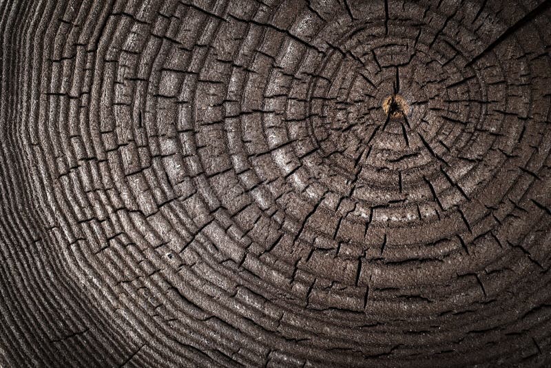 Textura velha de madeira do tronco de árvore cortado, close-up da cinza Tiro macro Como