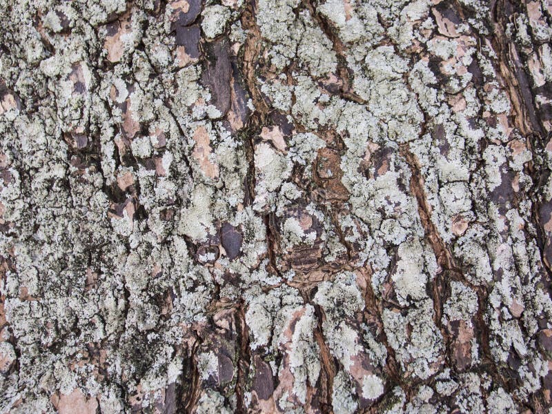 Rough old tree bark closeup photo texture. Rustic tree trunk closeup. Oak bark pattern. Textured lumber background. Weathered timber surface. Rough bark. Natural layered lumber texture. Old wood macro. Rough old tree bark closeup photo texture. Rustic tree trunk closeup. Oak bark pattern. Textured lumber background. Weathered timber surface. Rough bark. Natural layered lumber texture. Old wood macro