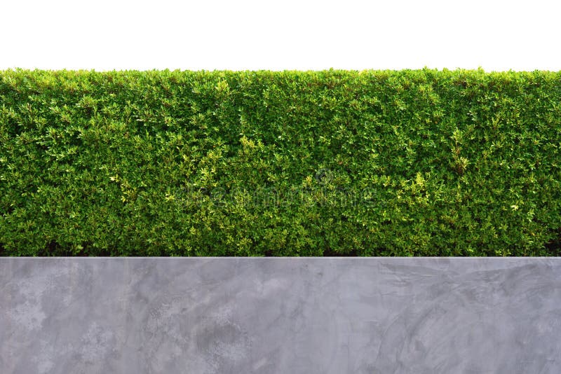 Textura verde da cerca da parede da árvore fotos de stock