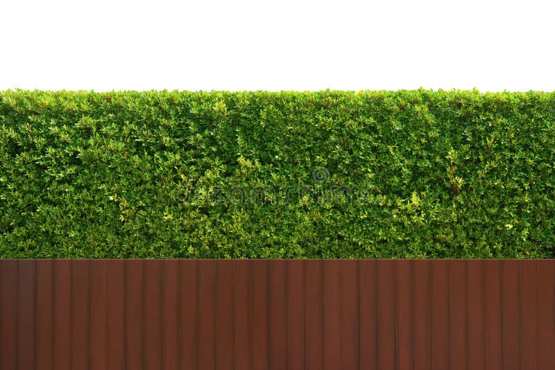 Textura de vedação de parede verde com árvore imagem de stock