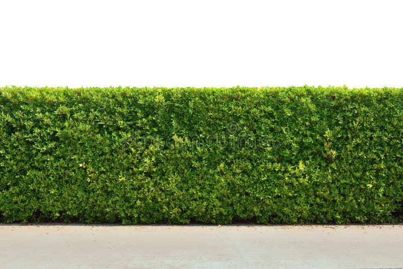 Textura de vedação de parede verde com árvores fotografia de stock royalty free