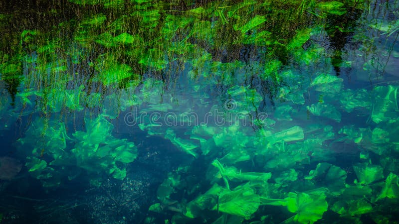 Textura y modelo abstractos de plantas verdes debajo del agua libre illustration Textura y modelo abstractos de plantas verdes debajo del agua libre illustration
