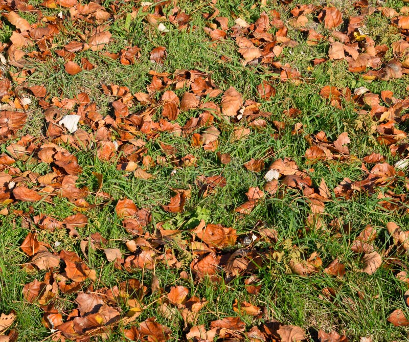 Textural background from fallen leaves of a . An autumn ca stock images Textural background from fallen leaves of a . An autumn ca stock images