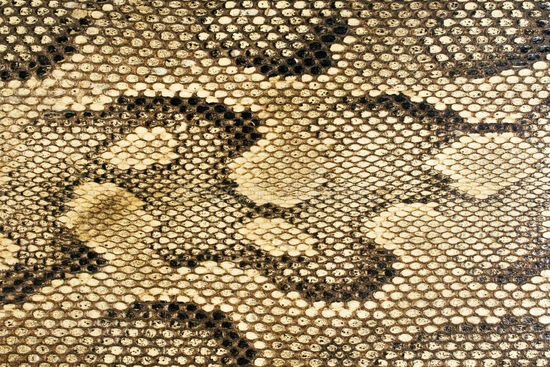 Closeup on snakeskin. Closeup on snakeskin.