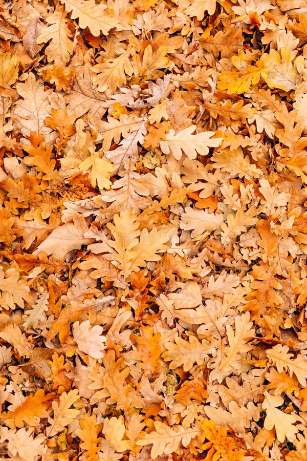 Texture of autumn leaves. Yellow oak leaf litter on the floor in