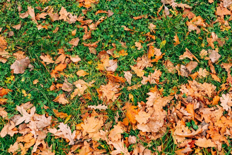 Texture of autumn leaves. Yellow oak leaf litter on the floor in