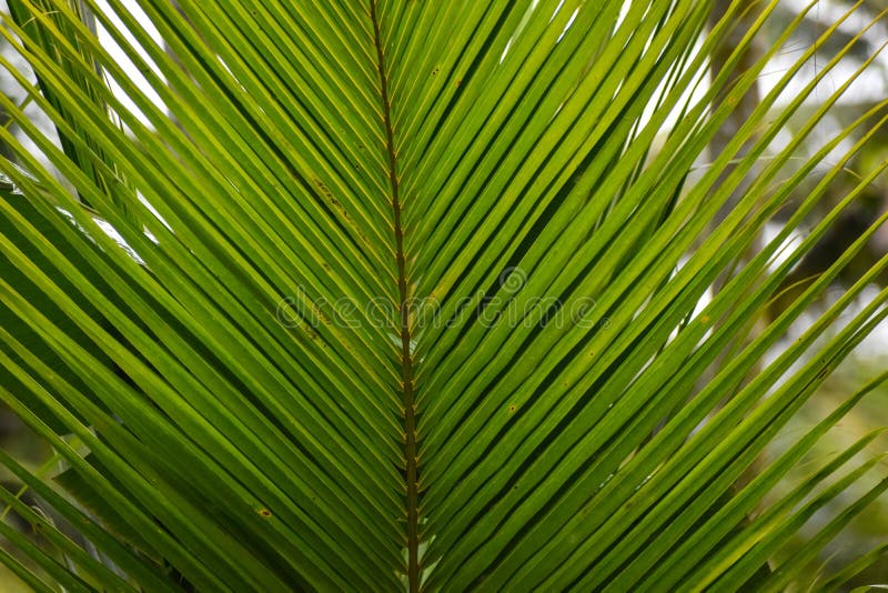 Texture Background of Fresh Green Coconut Green Leaf. Large Palm