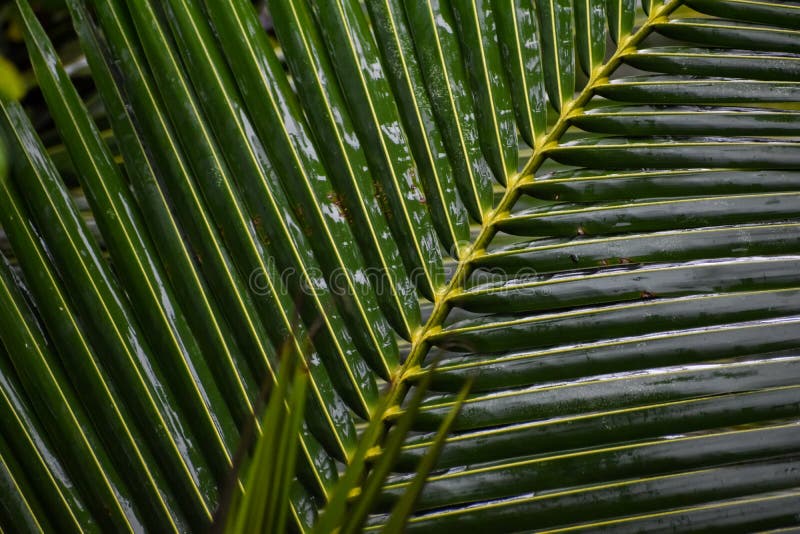 Texture Background of Fresh Green Coconut Green Leaf. Large Palm