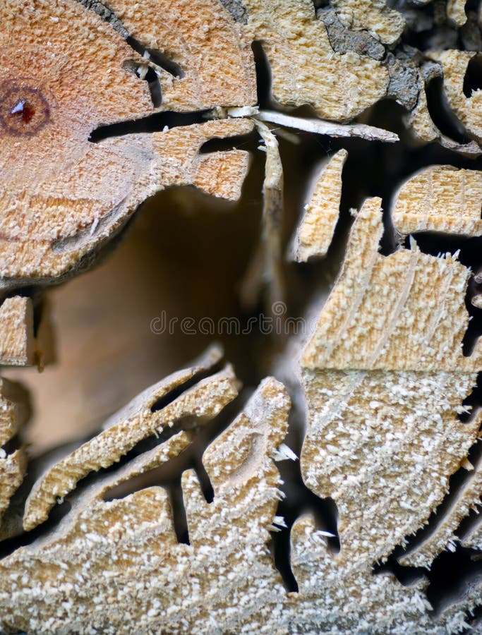 The texture of the background image is old wood and decay royalty free stock image