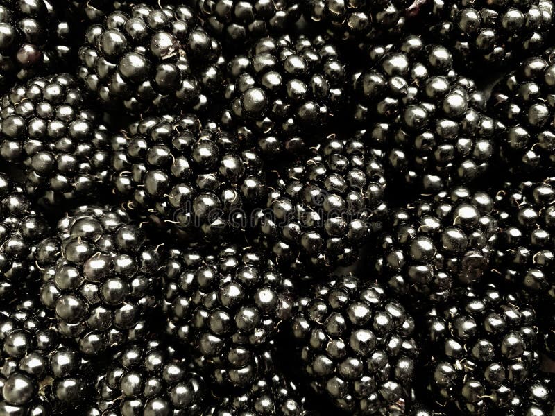 Texture background from a large number of blackberries. Natural berry background.