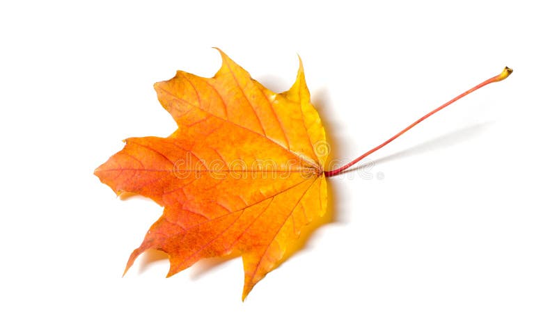 Texture, background, pattern. Autumnal maple leaf, clear colors, isolated on white background royalty free stock photo Texture, background, pattern. Autumnal maple leaf, clear colors, isolated on white background royalty free stock photo