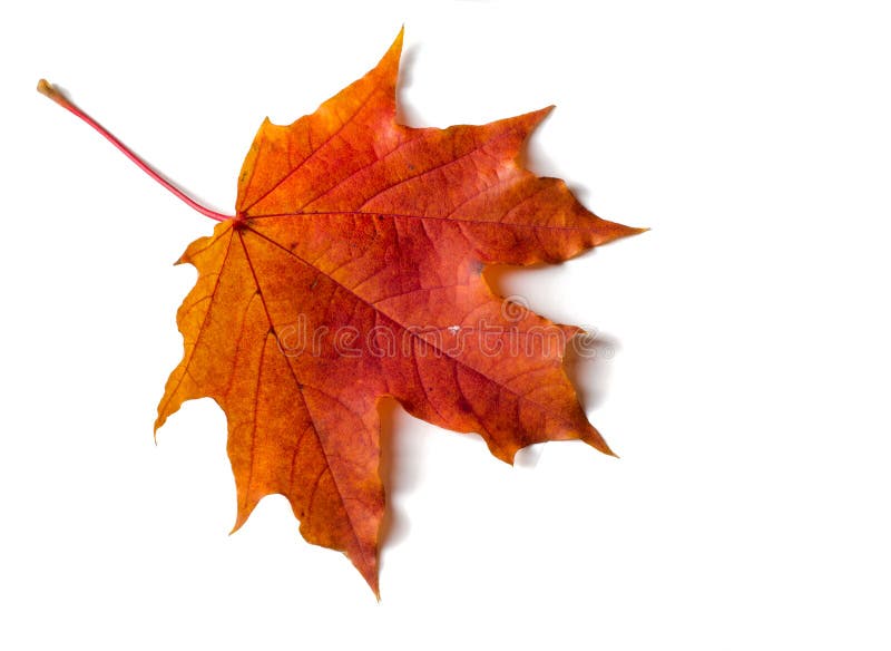 Texture, background, pattern. Autumnal maple leaf, clear colors, isolated on white background stock photography