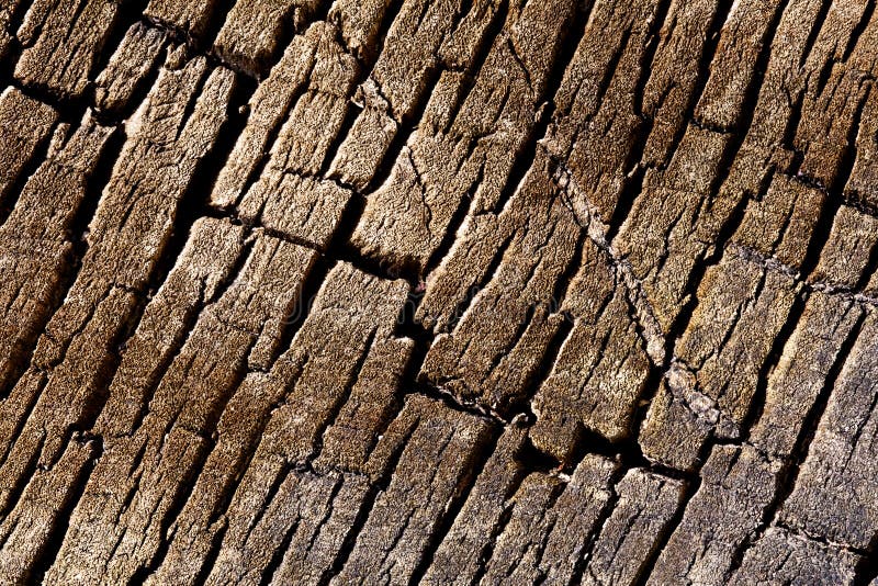 Texture background - tree cracked bark