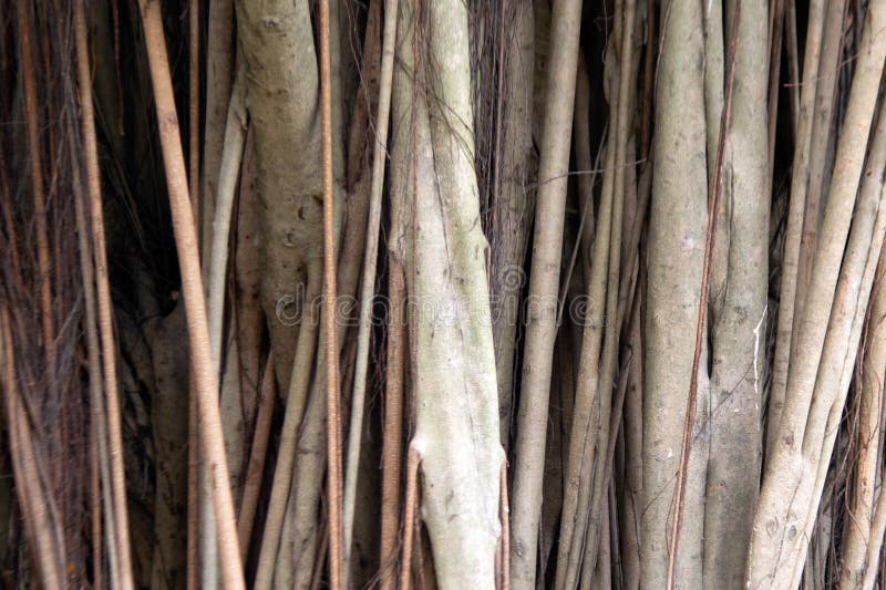 Texture and background very big banyan tree is MORACEAE.