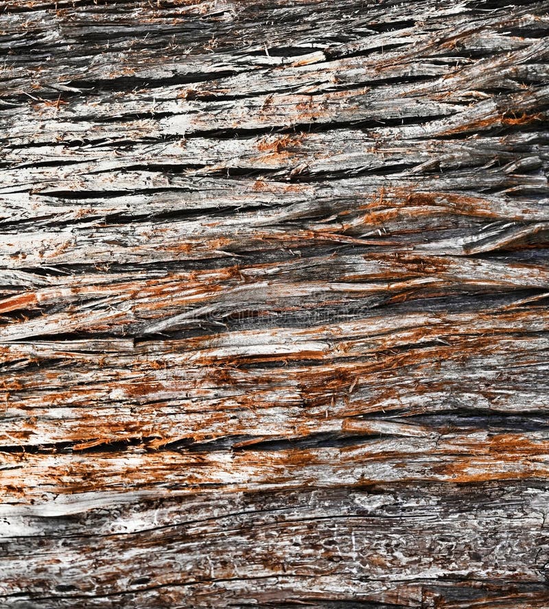 Texture, Bark, Cypress Tree, silver-ish in color stock image