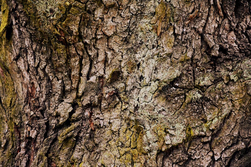 Texture bark of a deciduous tree stock images