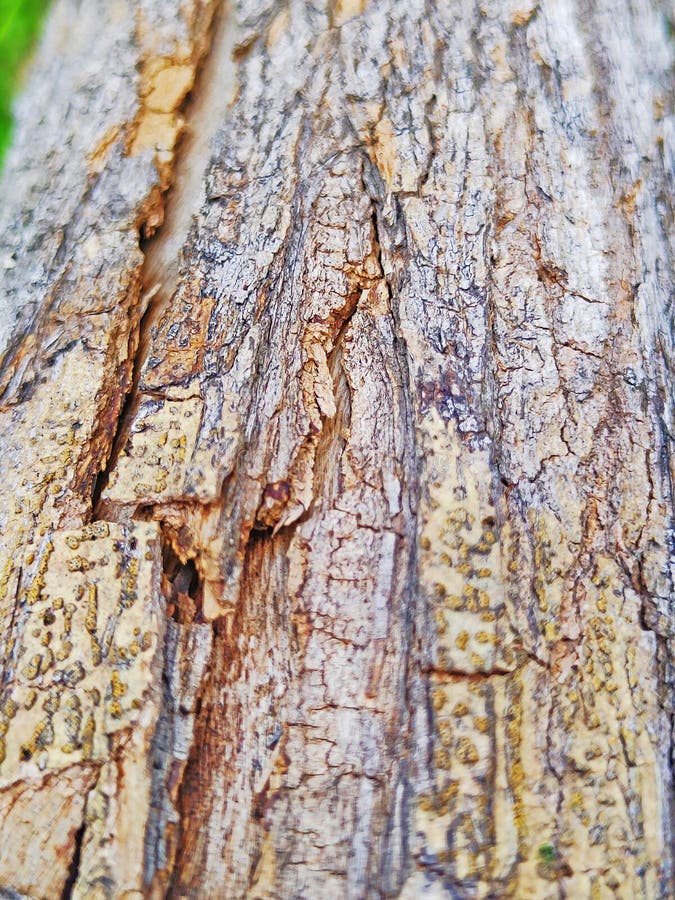 Texture from Bark of Dying Tree Stock Image Image of rock, twig