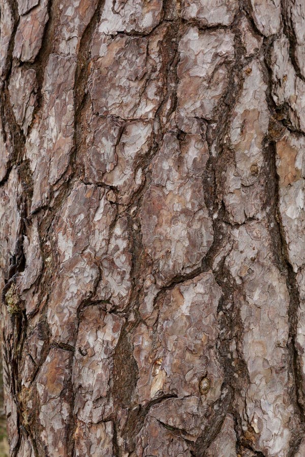 Texture - Bark of a Fir Tree royalty free stock photos