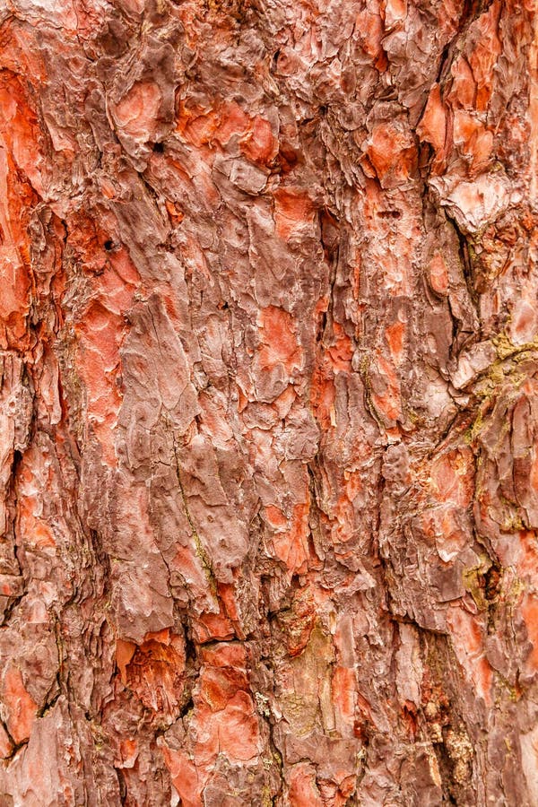 Texture of Bark of a Fir Tree Stock Photo Image of forest, pattern