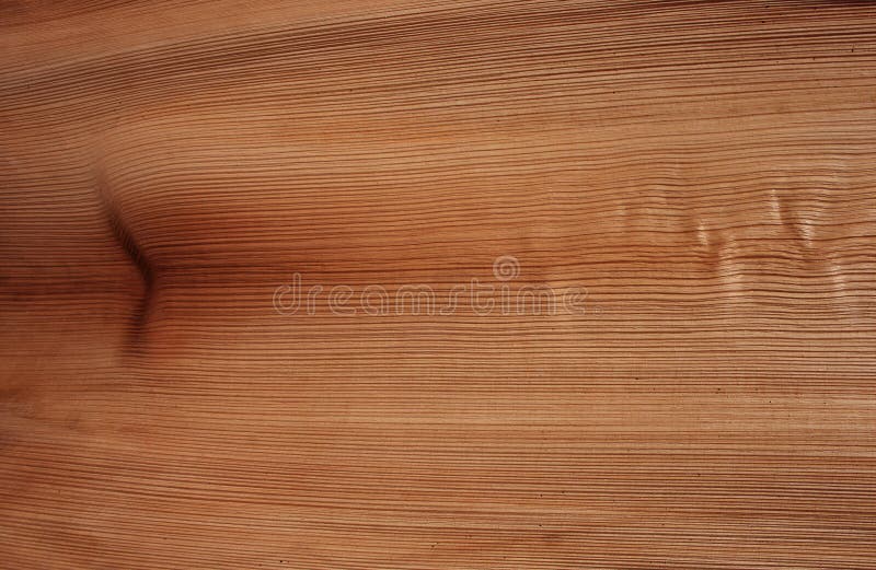 Texture bark of Foxtail Palm stock photos