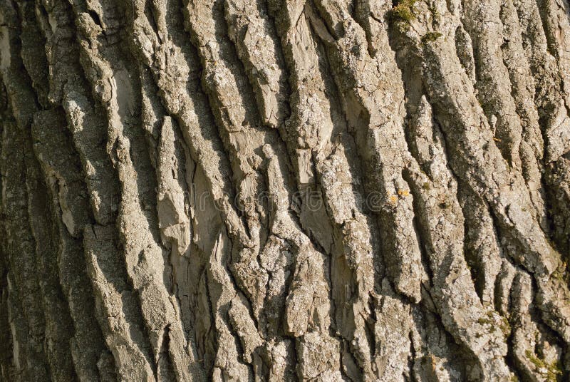 Texture of a bark of a large poplar close-up.