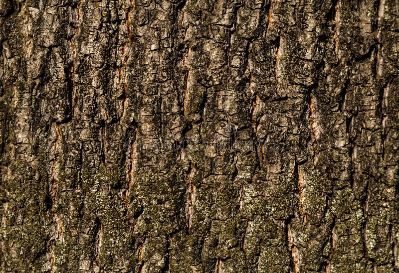 Texture bark oak base with natural cracks rustic pattern for web design stock photo