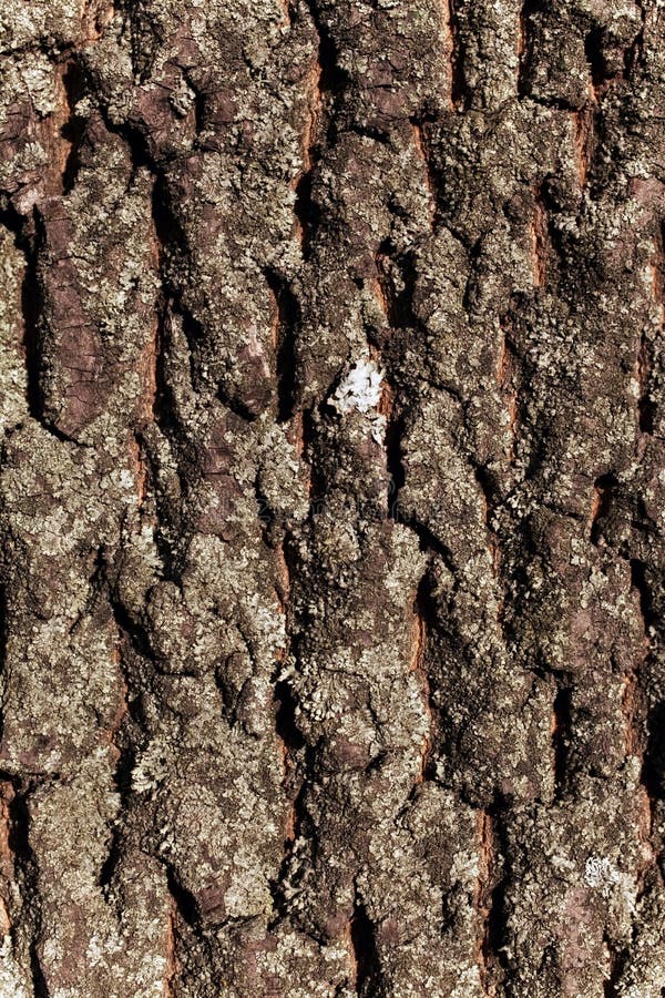 Texture Bark of Pine Tree stock photo