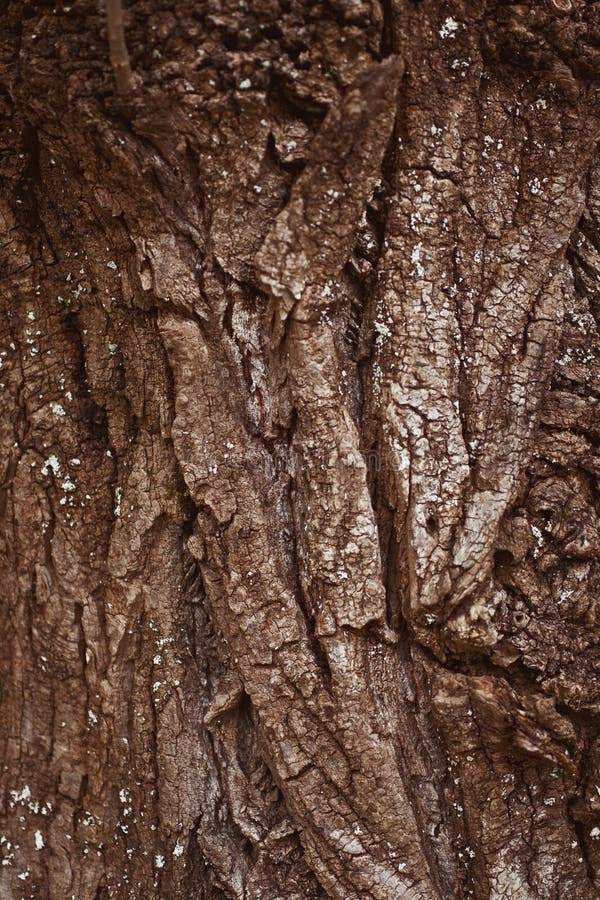 Texture Bark of Pine Tree royalty free stock images