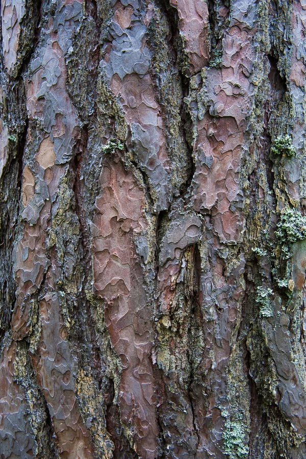 Texture bark of pine tree closeup stock images