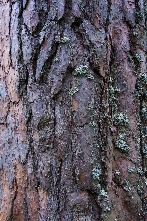 Texture bark of pine tree closeup royalty free stock image