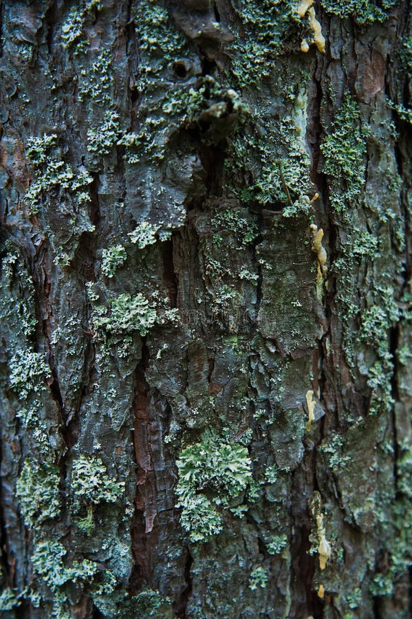 Texture bark of pine tree closeup royalty free stock image