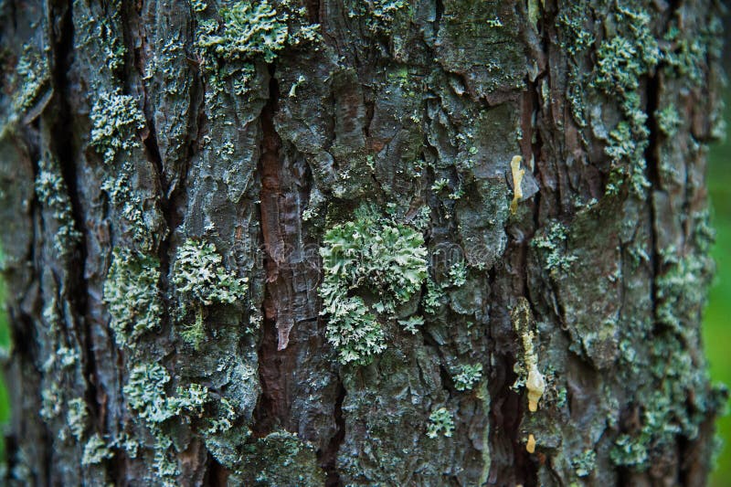 Texture bark of pine tree closeup stock image