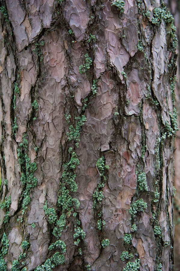 Texture bark of pine tree closeup stock photos