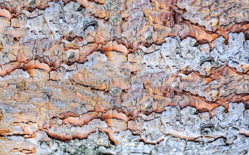 Texture Bark of Pine Tree closeup. Natural royalty free stock photography