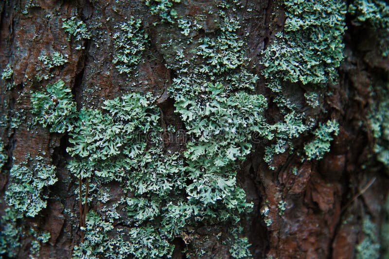Texture bark of pine tree closeup stock photos