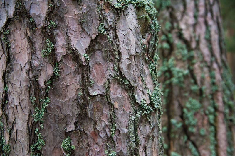 Texture bark of pine tree closeup royalty free stock images