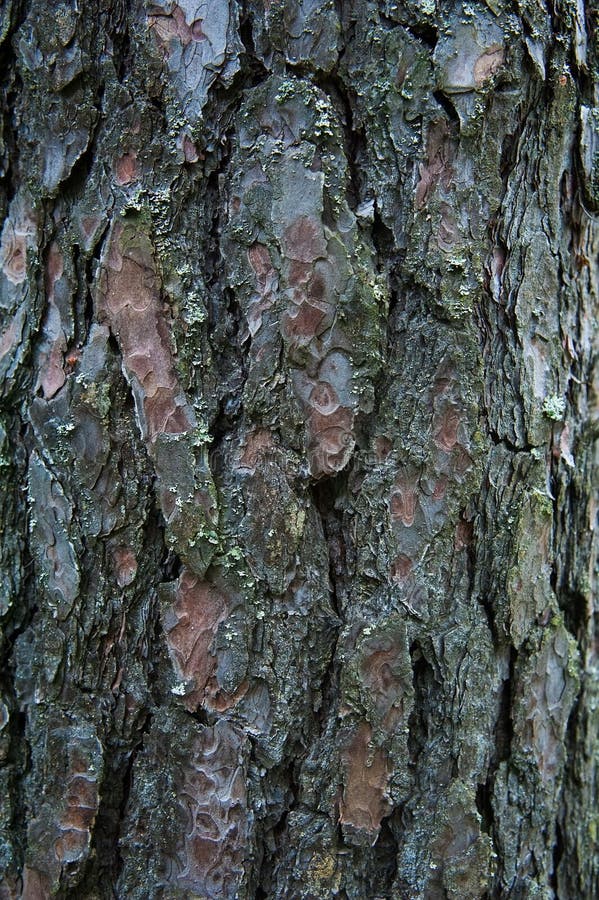 Texture bark of pine tree closeup royalty free stock photography