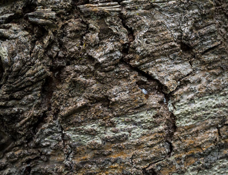 Background Image of Macro Photo of Bark with Mold Stock Image Image