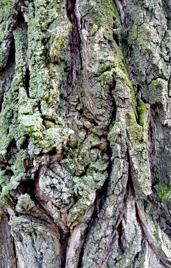 Texture bark of tree stock photos
