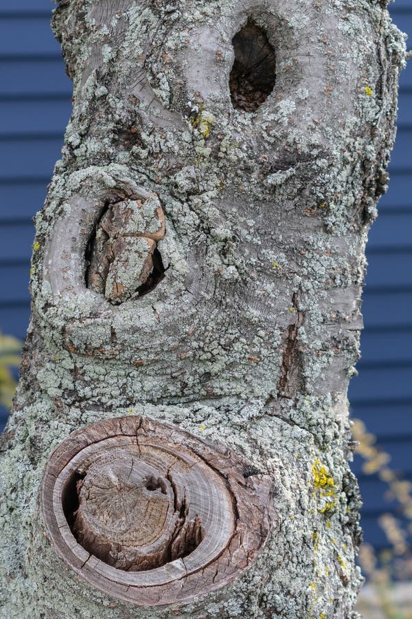 Wood Knot Hole Stock Photos Download 920 Royalty Free Photos