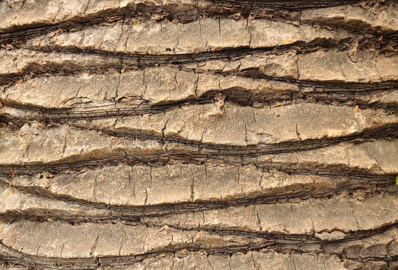 The Texture of the Bark of the Trunk of a Palm Tree Stock Photo Image