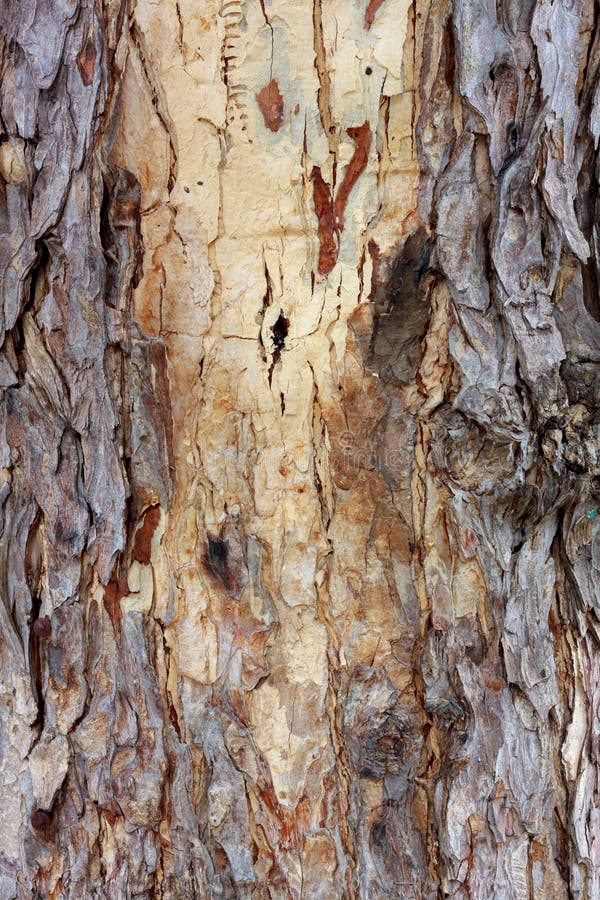 Texture bark wood background. stock photography