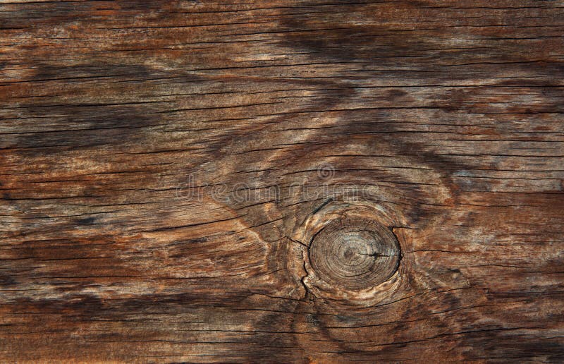 Texture of bark wood use as natural background royalty free stock images