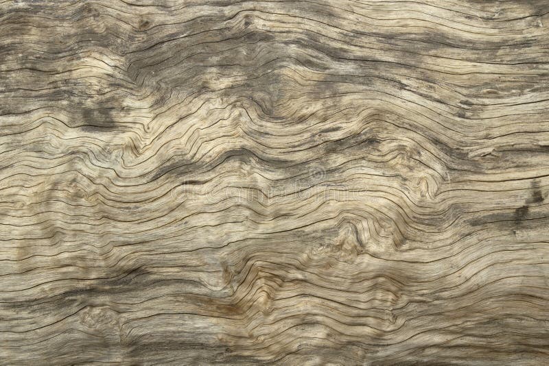 Texture of bark wood use as natural background stock images