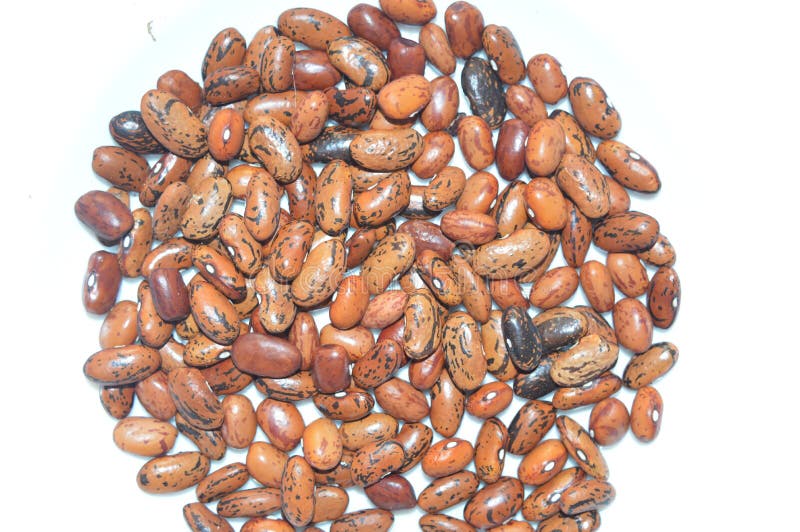 The Texture of the Beans of Various Varieties of Plants for Food Stock